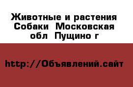 Животные и растения Собаки. Московская обл.,Пущино г.